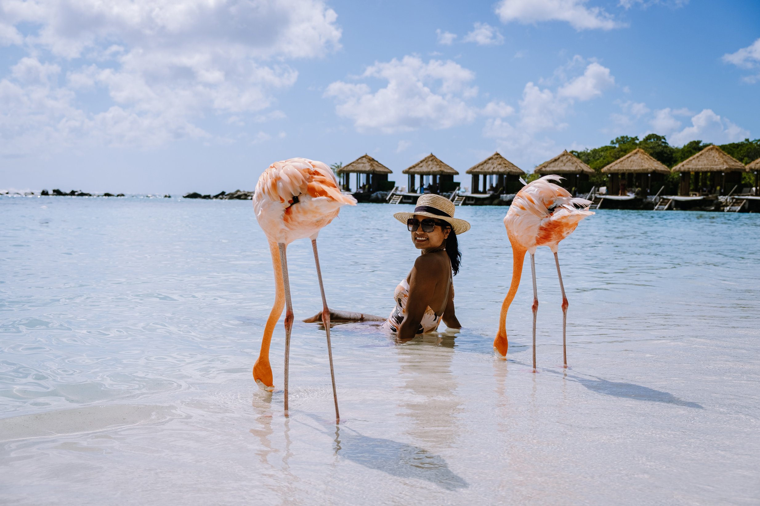 Aruba Beach with Pink Flamingos at the Beach, Flamingo at the Beach in Aruba Island Caribbean